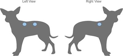 Efficacy of Phytopharmaceuticals From the Amazonian Plant Libidibia ferrea for Wound Healing in Dogs